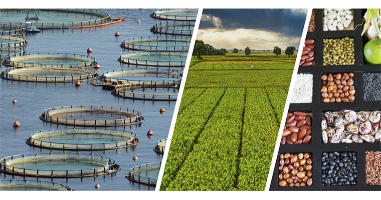 <h1>255 MİLYON LİRALIK DESTEKLEME ÖDEMESİ BUGÜN ÇİFTÇİLERİN HESAPLARINA AKTARILIYOR</h1>