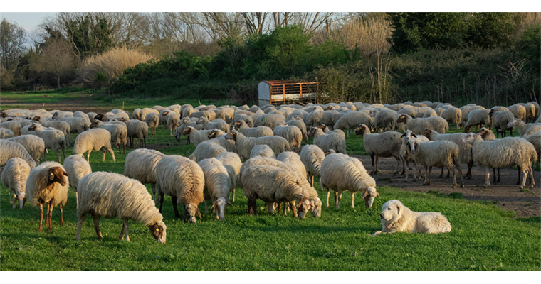 <h1>KIRSALDA BEREKET KÜÇÜKBAŞA DESTEK PROJESİNDE BAŞVURULAR BAŞLADI</h1>