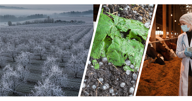 <h1>TARIM SİGORTALARI KAPSAMINDA KASIMDA ÜRETİCİLERE 4,2 MİLYAR LİRA HASAR TAZMİNATI ÖDENDİ</h1>