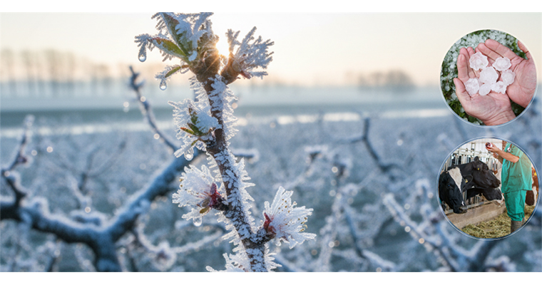 <h1>TARIM SİGORTALARI KAPSAMINDA EKİMDE ÜRETİCİLERE 11,6 MİLYAR LİRA HASAR TAZMİNATI ÖDENDİ</h1>