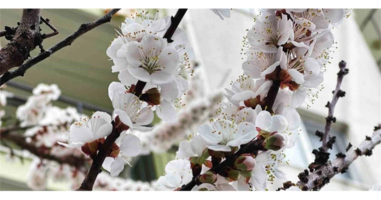 <h1>1 MİLYAR 723 MİLYON LİRALIK ZİRAİ DON DESTEK ÖDEMESİ BUGÜN HESAPLARA AKTARILIYOR</h1>