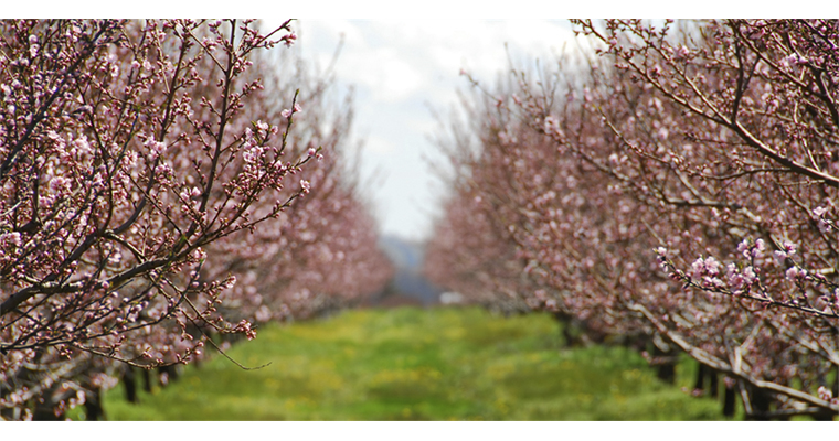 <h1>BAKAN YUMAKLI: ''MEYVE VE SEBZELERDE DON RİSKİNE KARŞI KAPSAMI GENİŞLETİYORUZ''</h1>