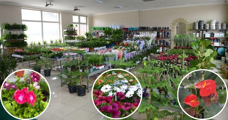 <h1>BAHARIN EN GÜZEL RENKLERİ AOÇ'DE AÇTI MEVSİM ÇİÇEKLERİMİZ SATIŞA SUNULMUŞTUR</h1>