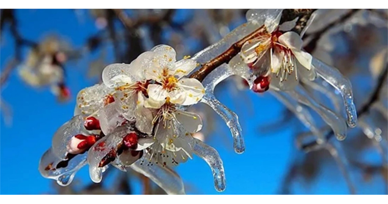 <h1>ZİRAİ DONDAN ETKİLENEN ÜRETİCİLERE 798 MİLYON LİRA YENİ DESTEKLEME ÖDEMESİ</h1>