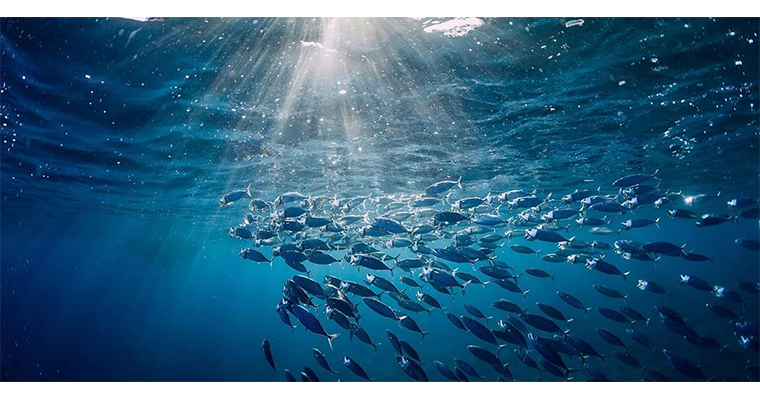 <h1>TÜRKİYE, HİNT OKYANUSU TON BALIĞI KOMİSYONU NEZDİNDE ''GÖZLEMCİ ÜLKE'' OLDU</h1>