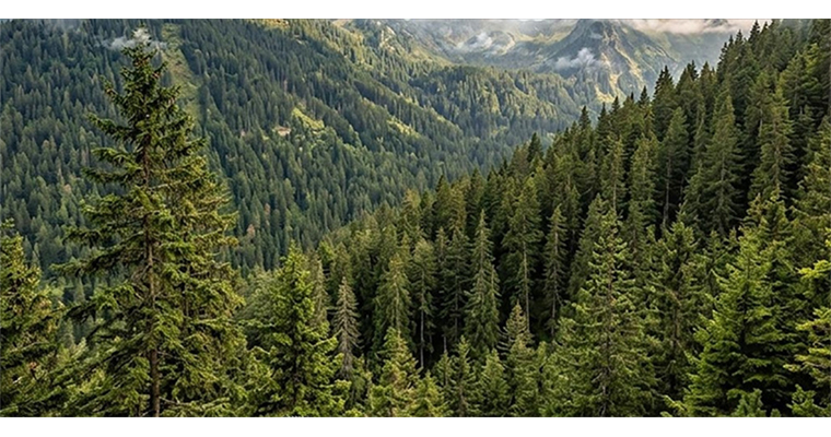 <h1>BAKAN YUMAKLI, DÜNYA ORMANCILIK GÜNÜ VE ORMAN HAFTASI'NI KUTLADI</h1>