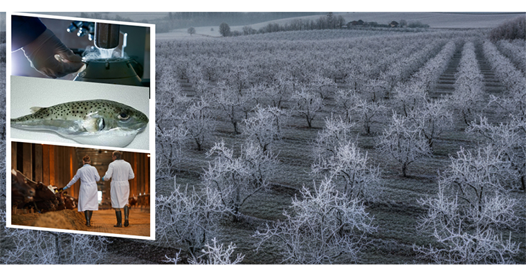 <h1>YAKLAŞIK 1.7 MİLYAR LİRALIK DESTEKLEME ÖDEMESİ BUGÜN HESAPLARA AKTARILIYOR</h1>